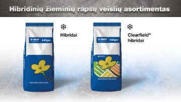 Hibridinių žieminių rapsų veislių asortimentas